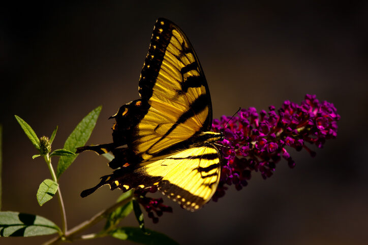 Mariposa amarilla posada sobre flores moradas.