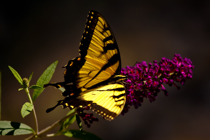 Mariposas: explorando su hábitat y alimentación