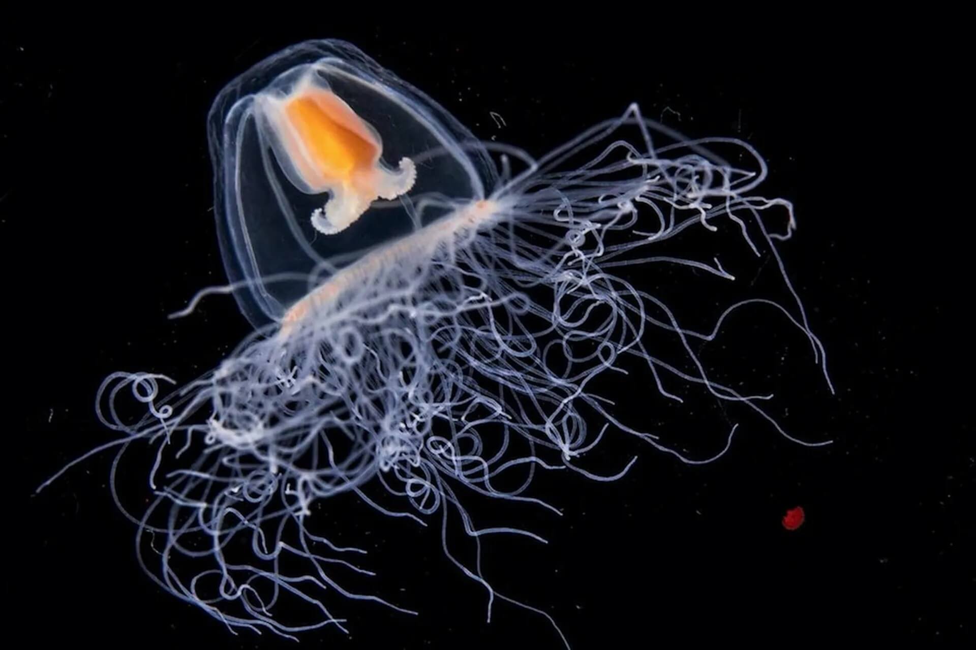 Medusa turritopsis nutricula en el agua.