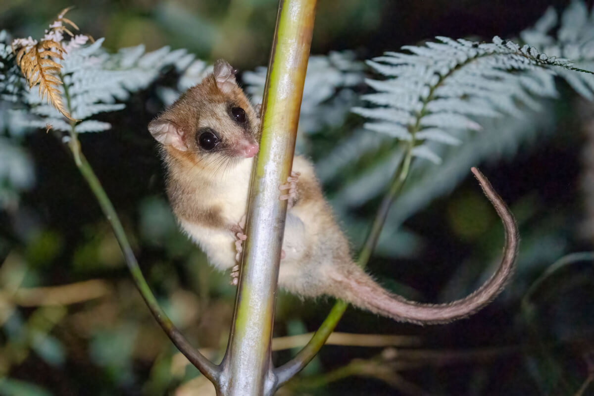 El monito del bosque en su hábitat natural: bosques templados húmedos de Chile.