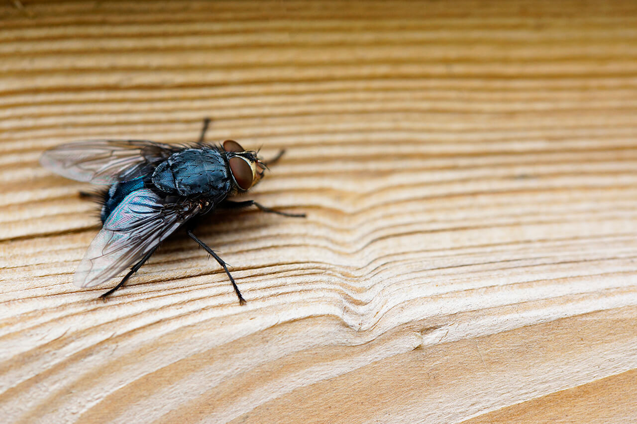 Mosca sobre una superficie de una casa. 