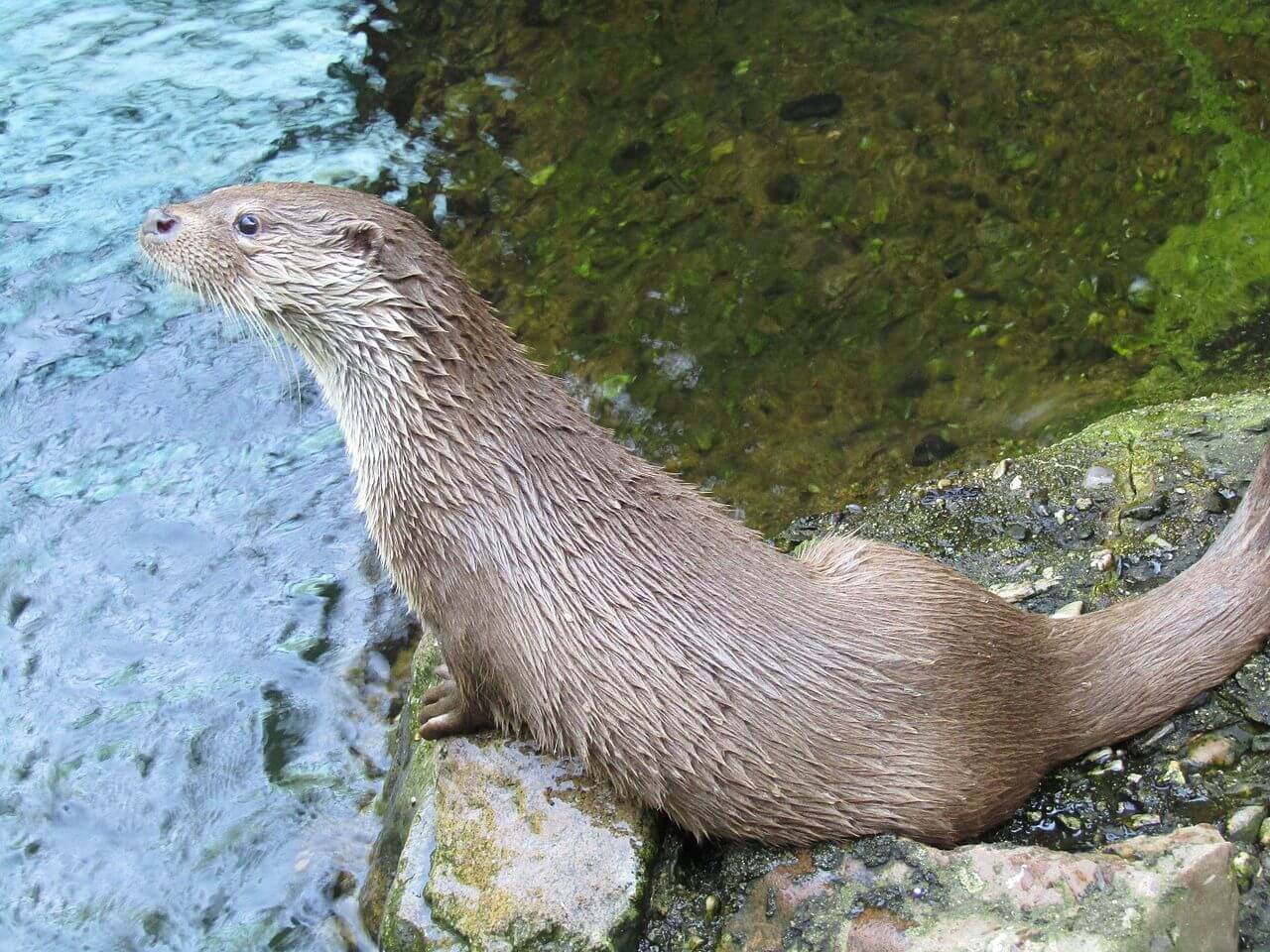 A European river otter on the edge of the water.