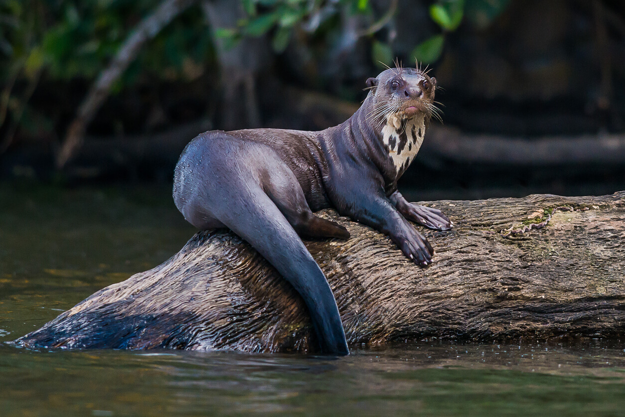 A giant otter with long whiskers and white spots on its neck sitting on a log in the river.
