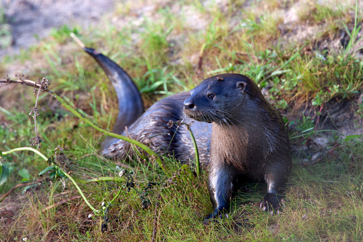 A neotropical otter in the grass near water, looking alert.