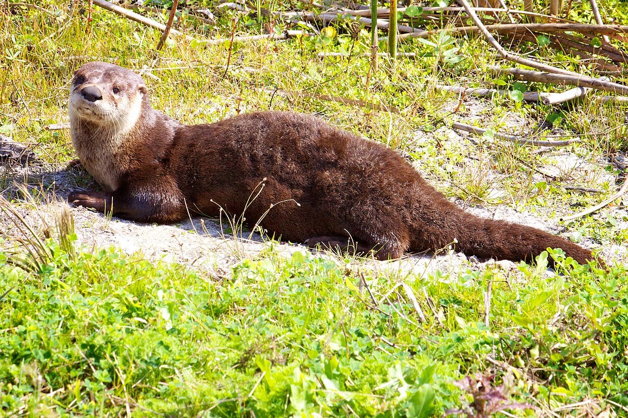 A North American river otter lying on the grass in the sun.