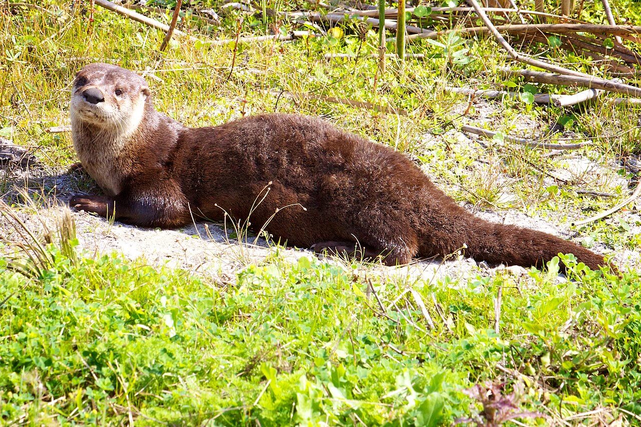 A North American river otter lying on the grass in the sun. 
