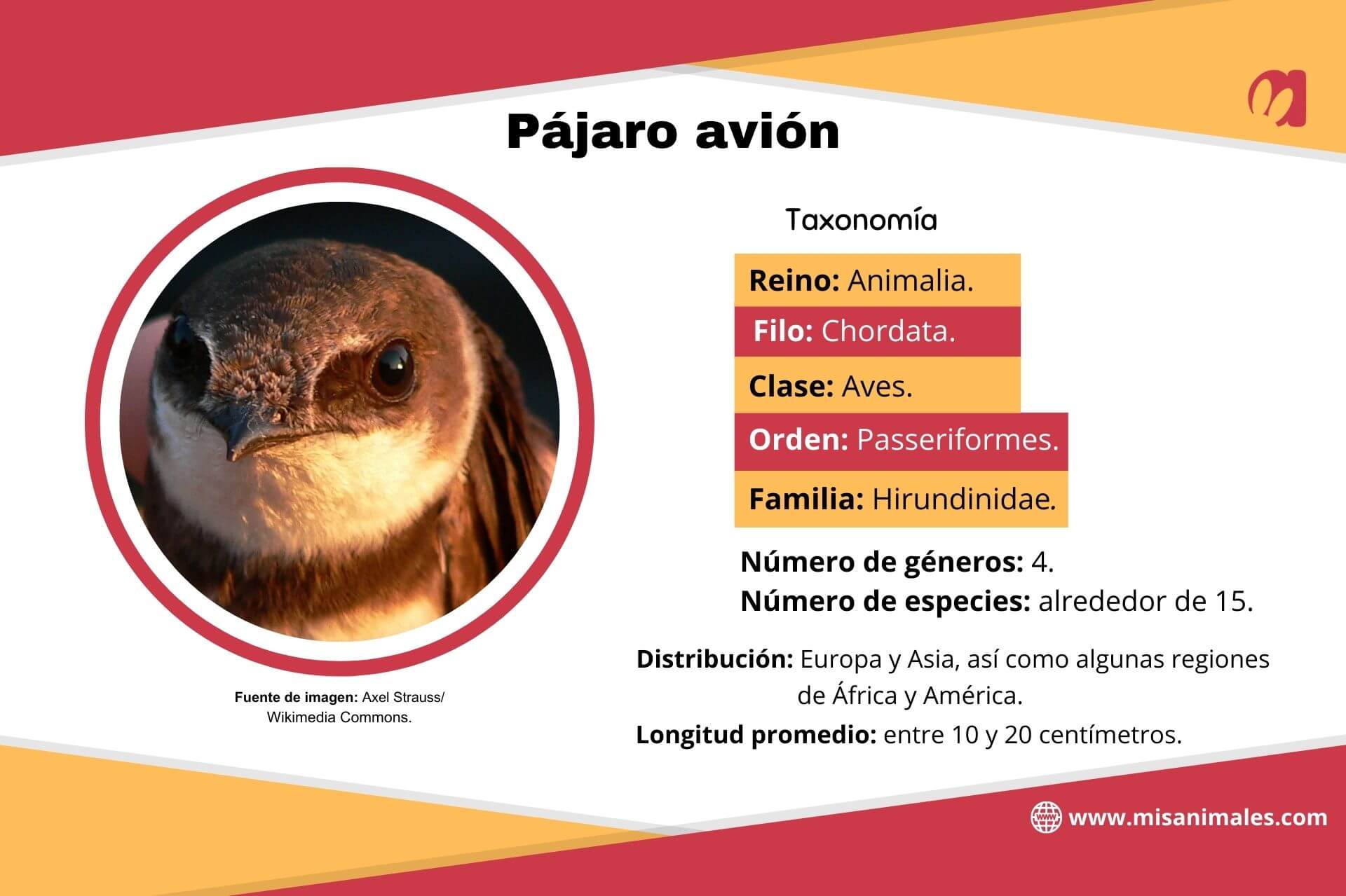 Ficha sobre la taxonomía, distribución y longitud promedio del pájaro avión. 