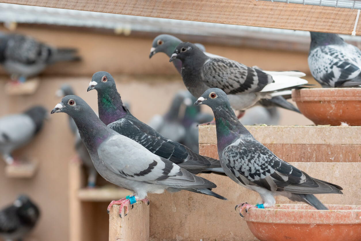 Palomas mensajeras en palomar.