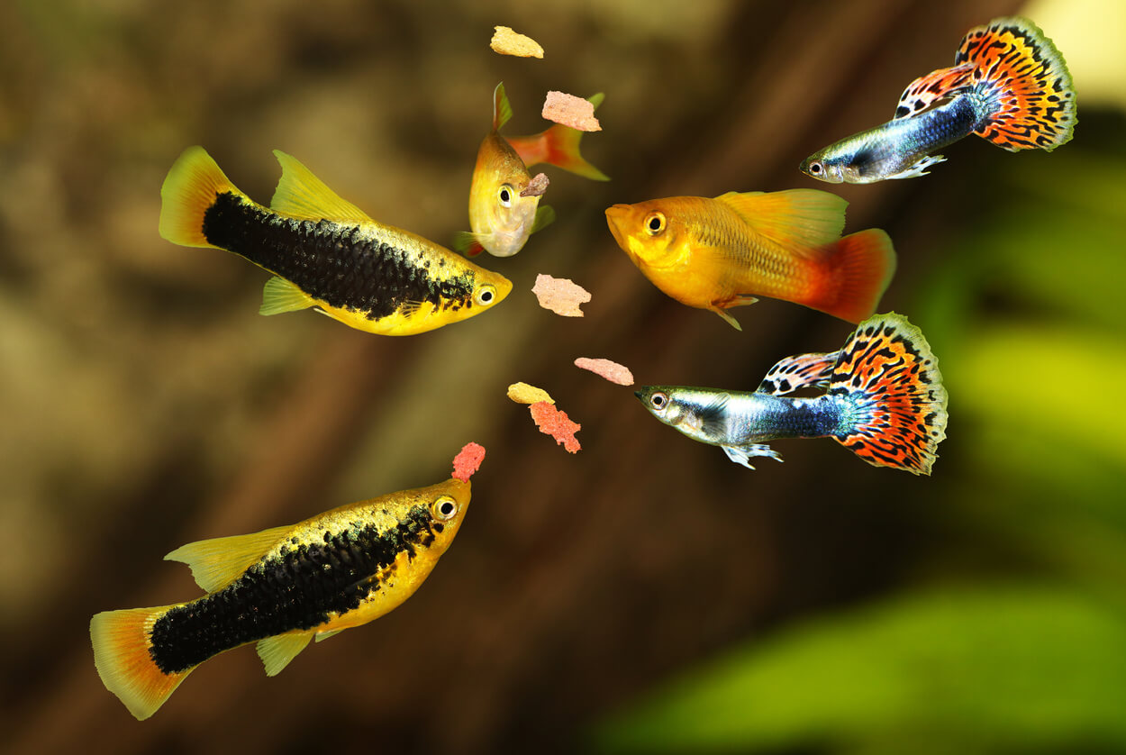 Peces de acuerdo comiendo escamas.