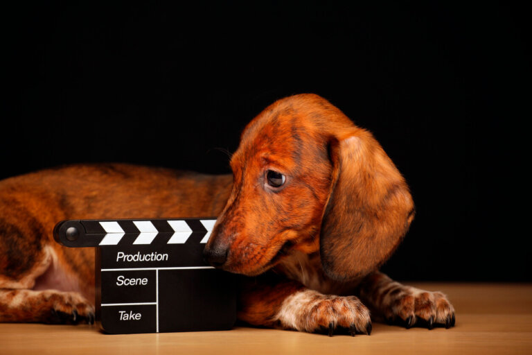 Los animales famosos del cine: estrellas e íconos de la cultura
