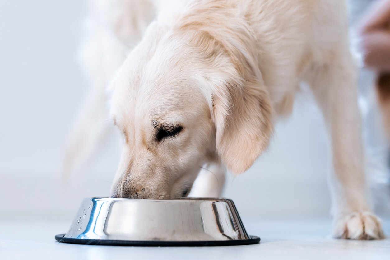 Del pienso a la comida natural para perros: ¿cómo hacer la transición sin que lo afecte?
