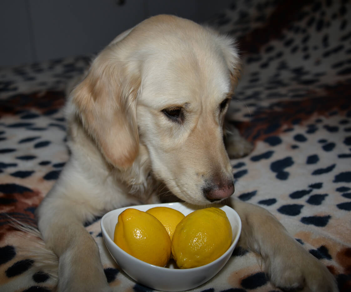 A dog smelling a bowl of lemons.