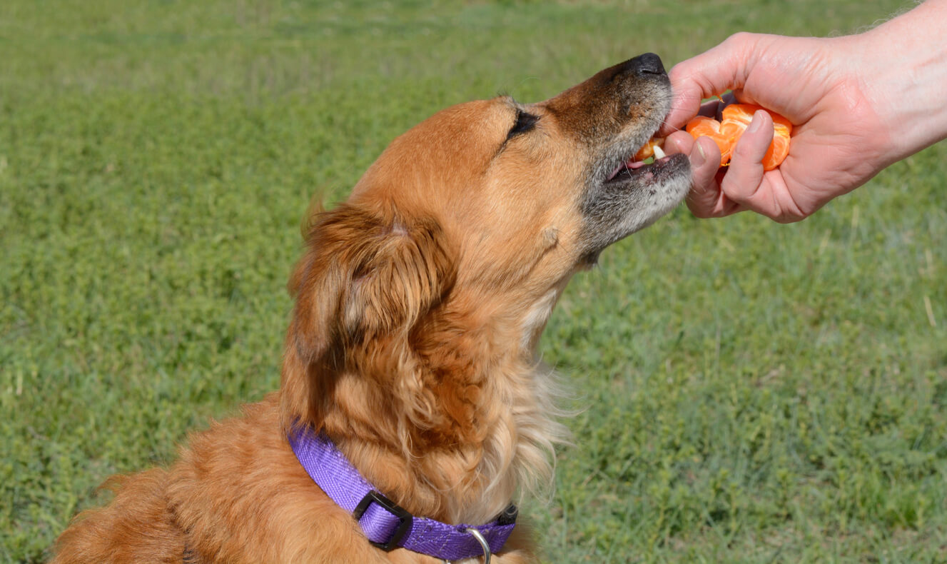 Mandalina dilimleri yiyen bir köpek.