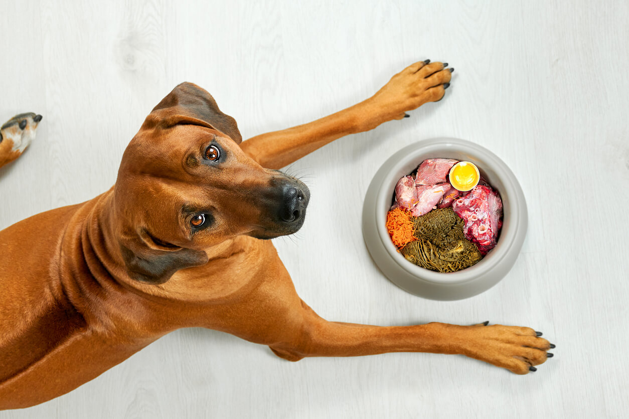 Foto aérea de um cachorro com pancreatite em frente à sua tigela de comida natural.