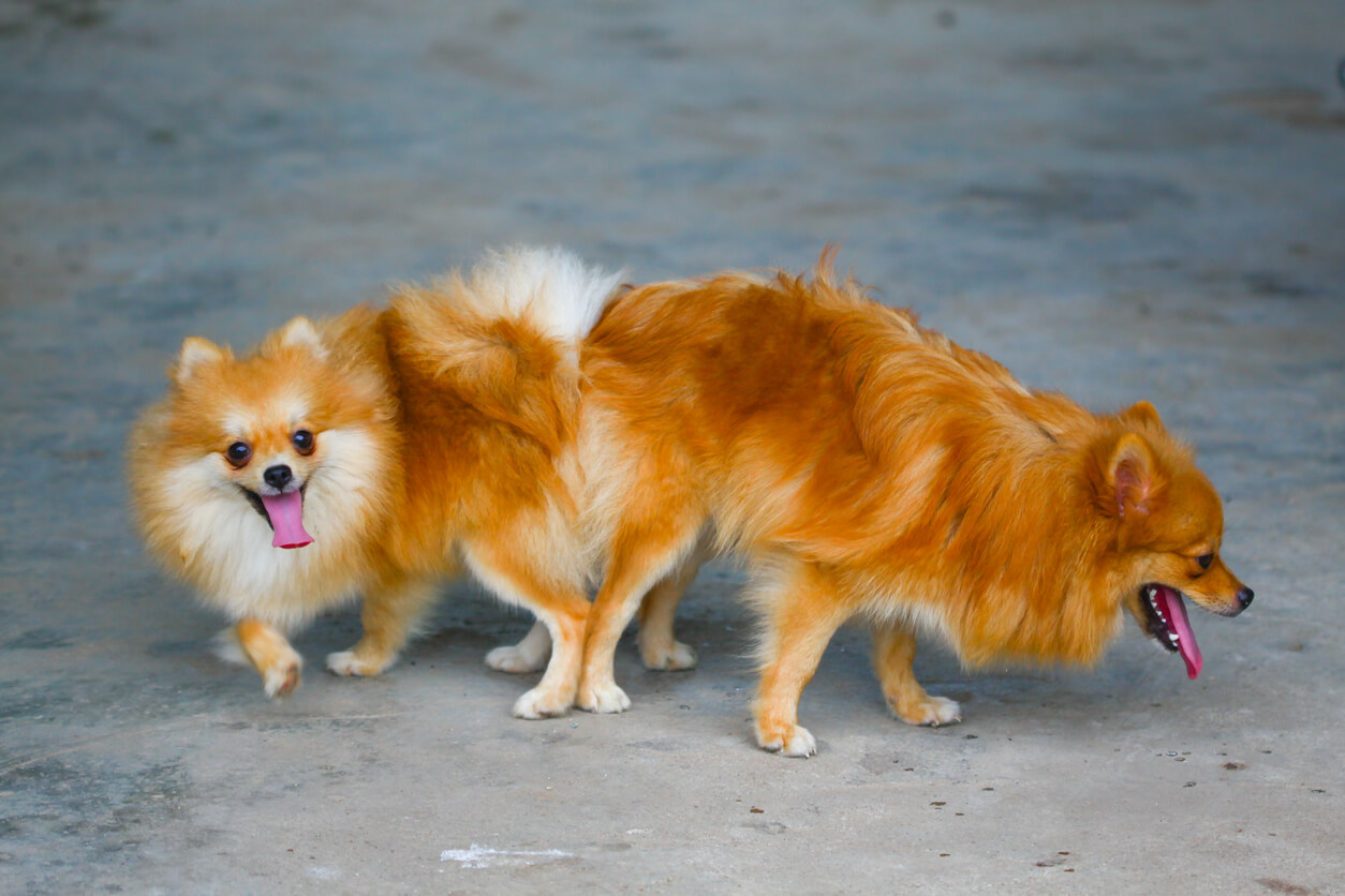 Dos perros de raza pomerania después de cruce.