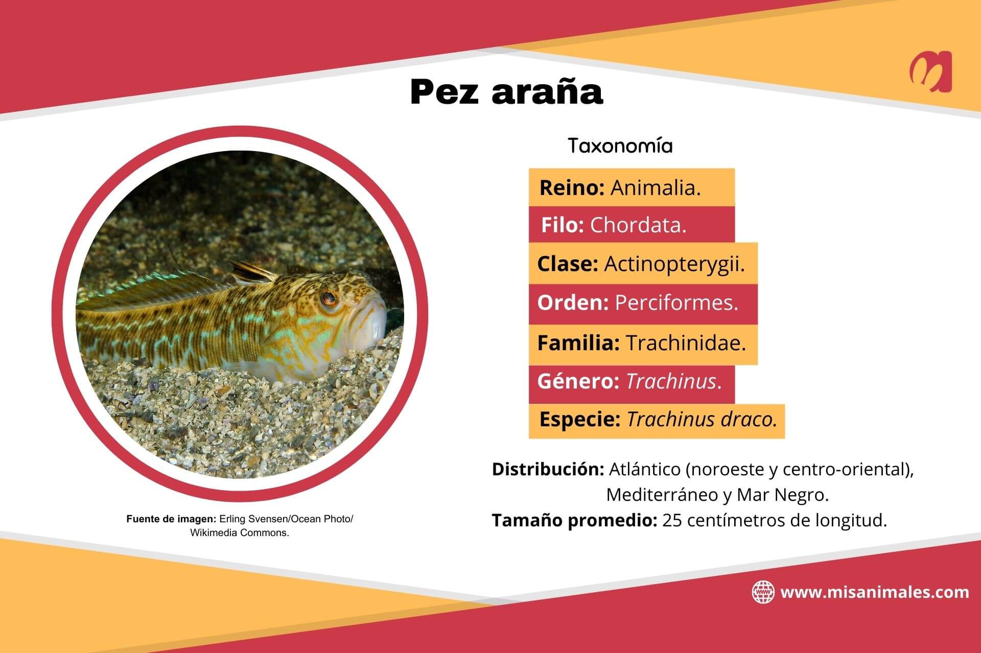Ficha descriptiva, con imagen, sobre la taxonomía, la distribución y el tamaño promedio del pez araña (Trachinus draco). 