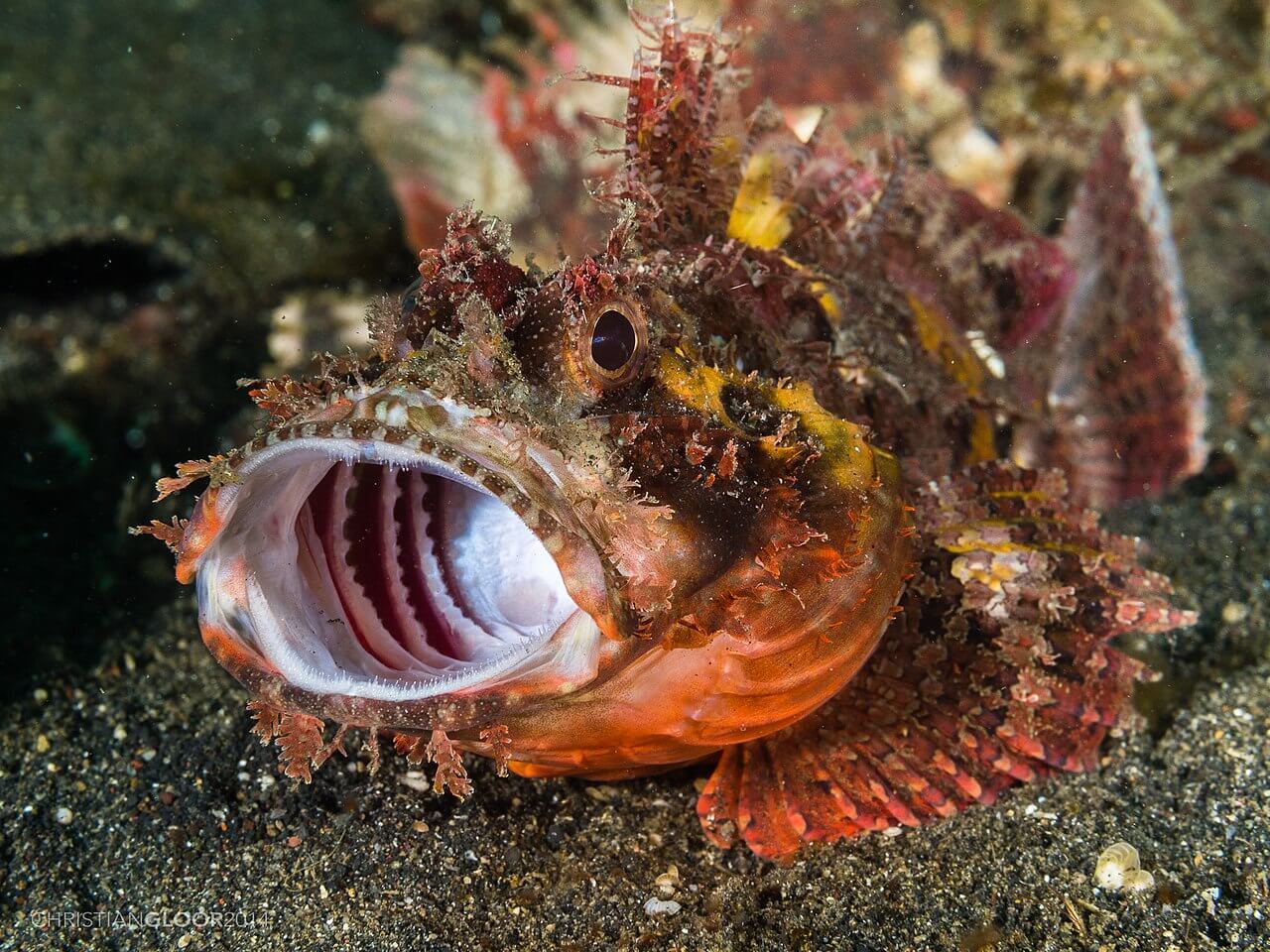 Uno scorfano sul fondo del mare.