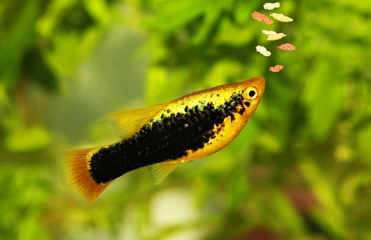 Pez platy come escamas de alimento en acuario.