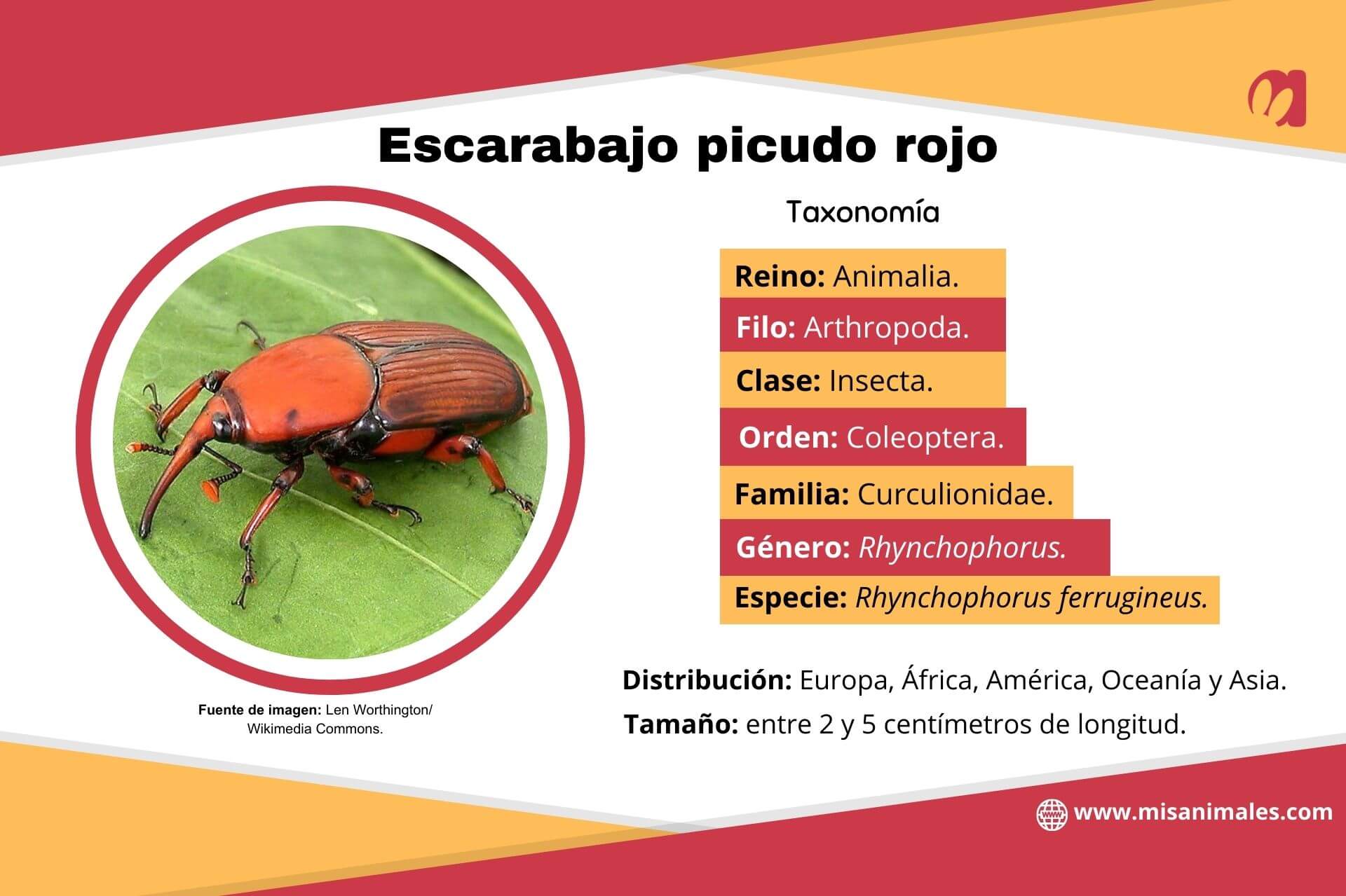 Ficha zoológica, con imagen, sobre la taxonomía, distribución y tamaño del escarabajo picudo rojo (Rhynchophorus ferrugineus). 