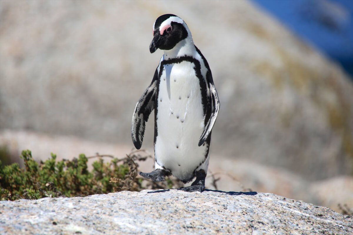 A Humbolt penguin walking on a rock.