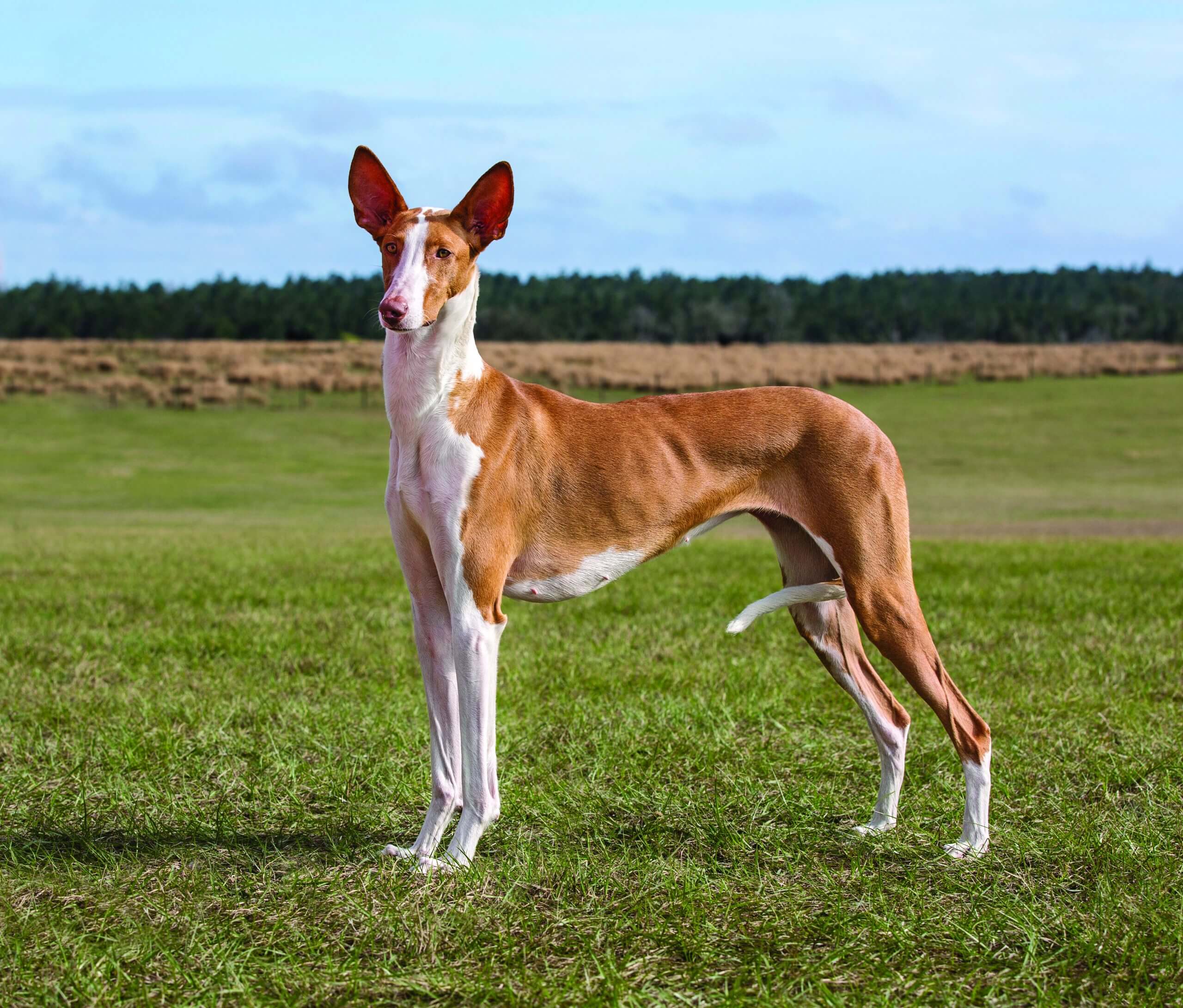A copper and white Ibizan Hound standing in the grass, with a forest in the background.