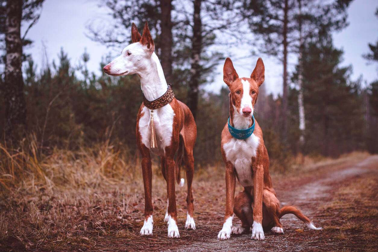 Two Ibizan Hounds on a country road.