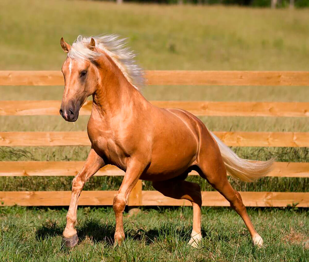 Caballo lusitano, de variante palomino, corre libre. 