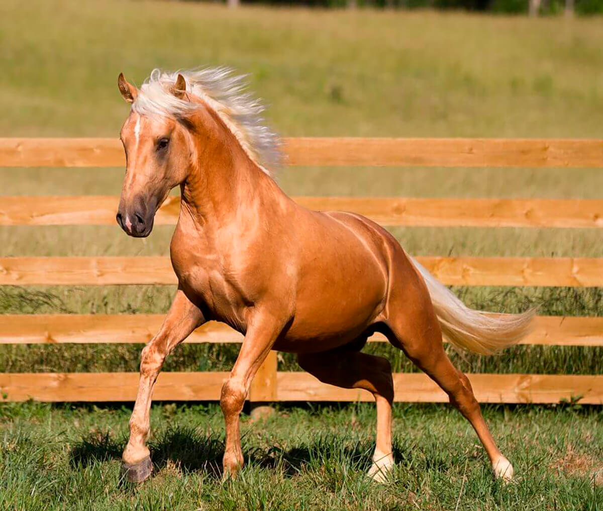 Cavallo lusitano, variante palomino, corre libero.