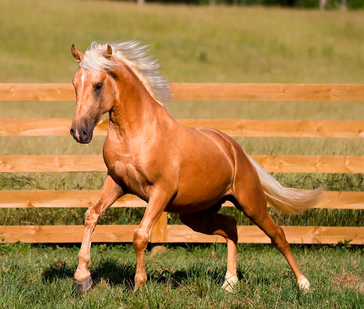 Caballo lusitano, de variante palomino, corre libre.