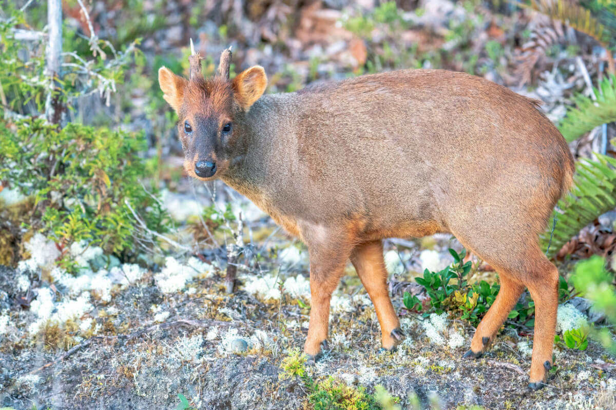 El pudú en el bosque, rodeado de vegetación. 