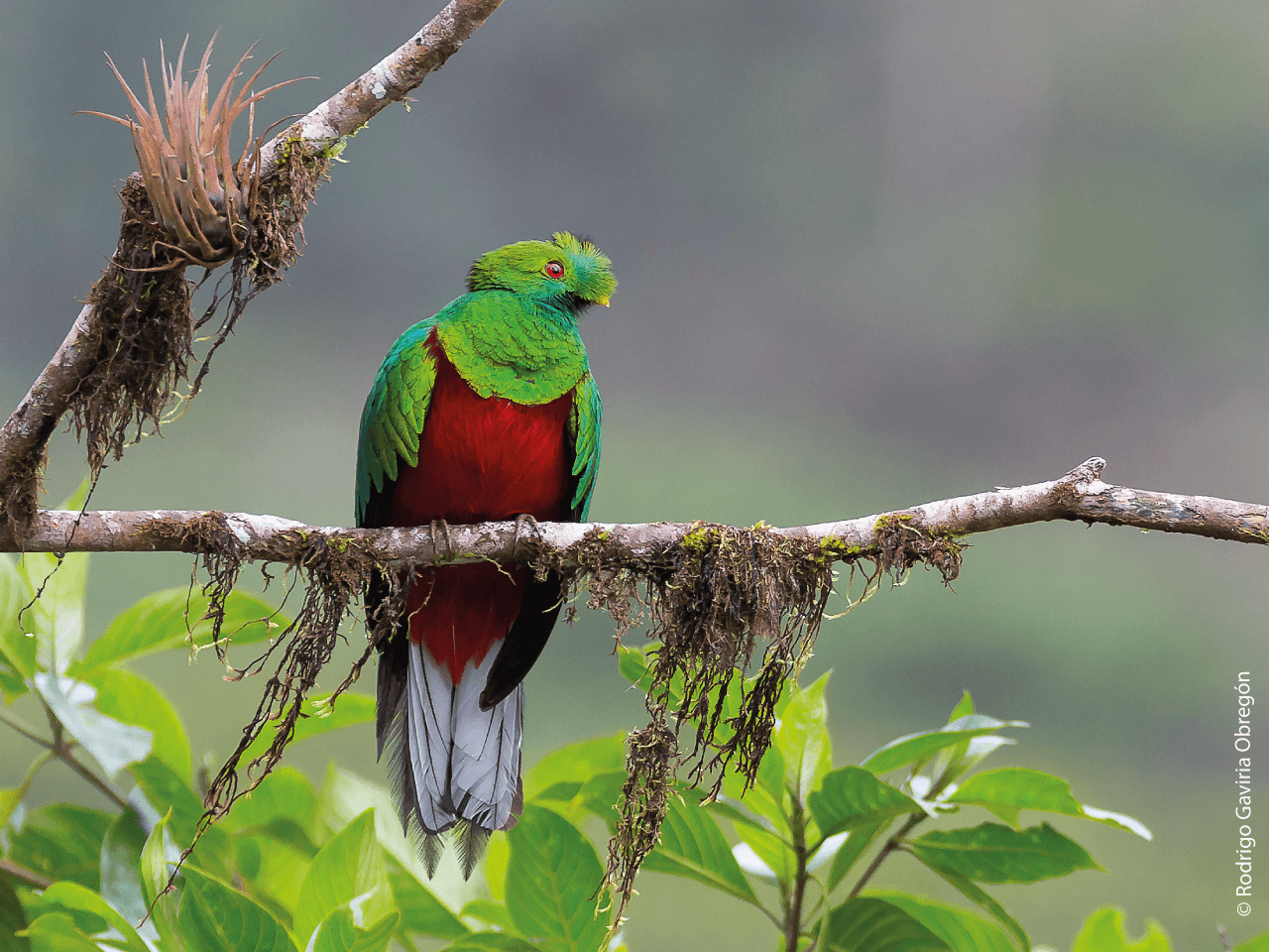 Quetzal crestato appollaiato su un ramo di un albero.