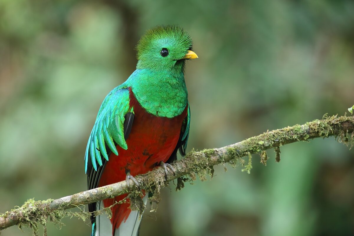 A green and red Guatemalan quetzal perched on a small mossy branch.