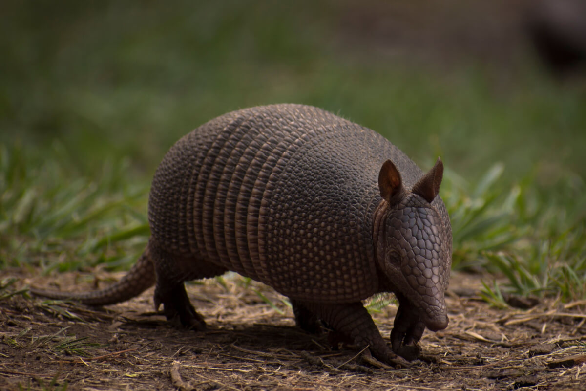 El quirquincho se caracteriza por su armadura protectora en el dorso. 