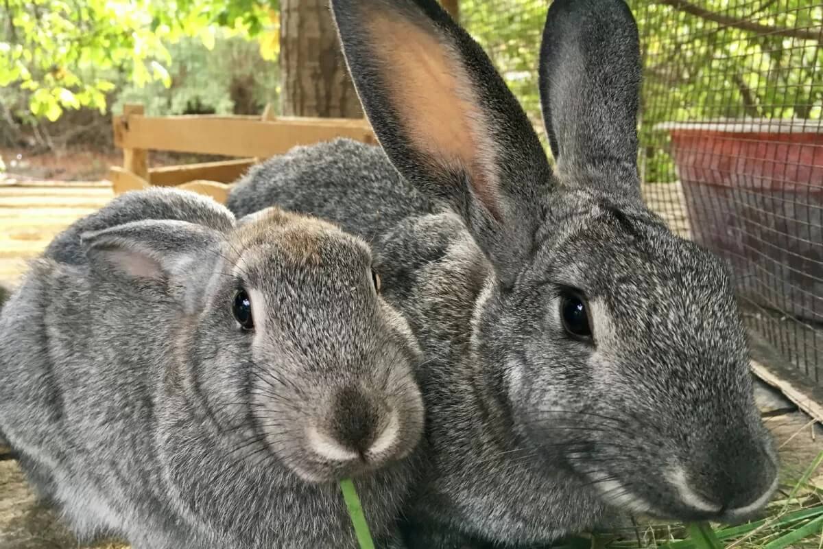 Dos conejos gigantes chinchilla en exteriores.