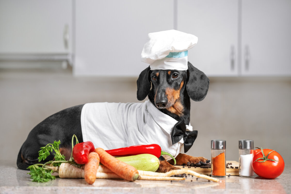 Perro dachshund, una raza propensa a sufrir de pancreatitis, de color negro y bronceado vestido de chef frente a unas verduras.