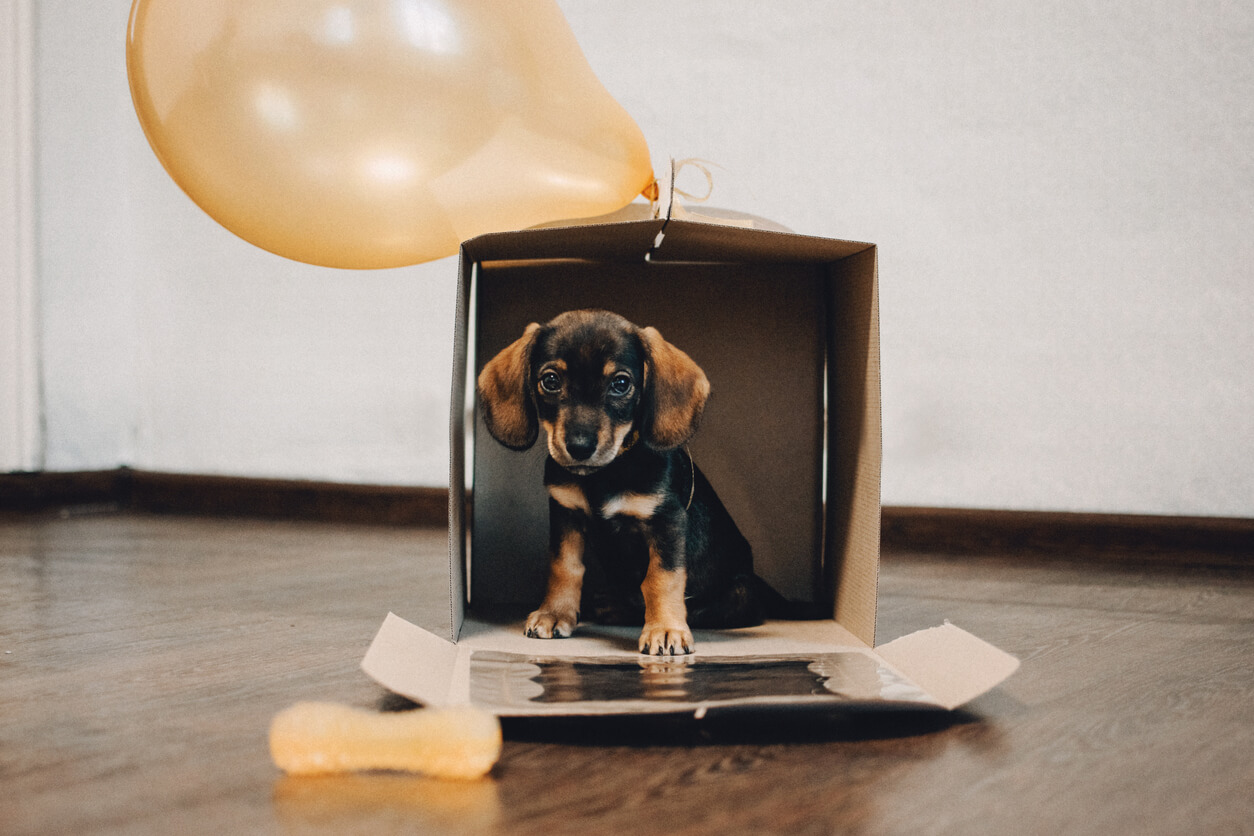 Un cachorro dentro de una caja de regalo con globos, como una idea única para obsequiar perros.