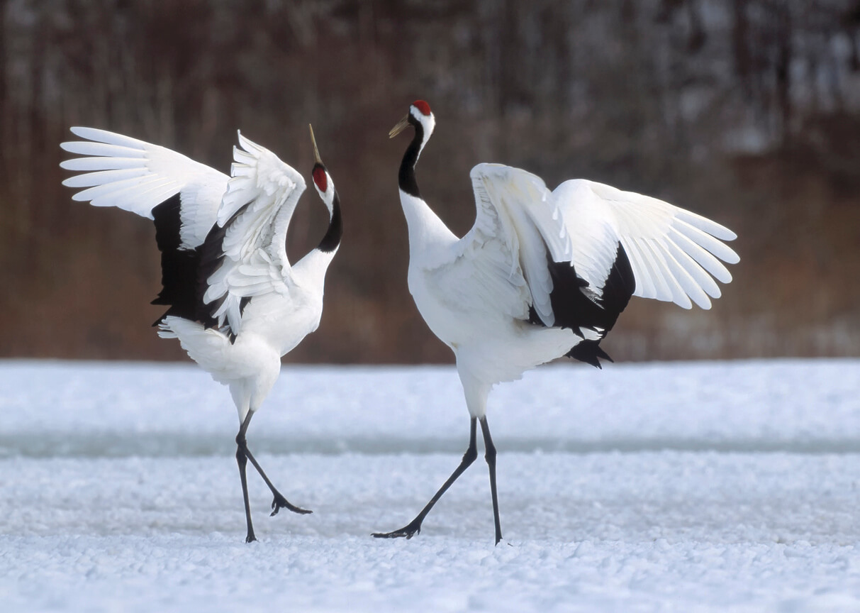 Grulla japonesa durante la danza de cortejo que es un ritual en la reproducción de aves.