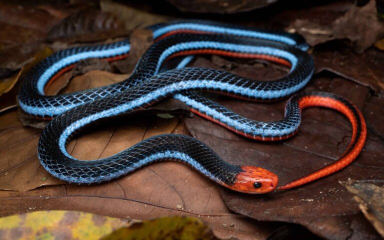 Serpiente de coral azul: características y descripción del veneno