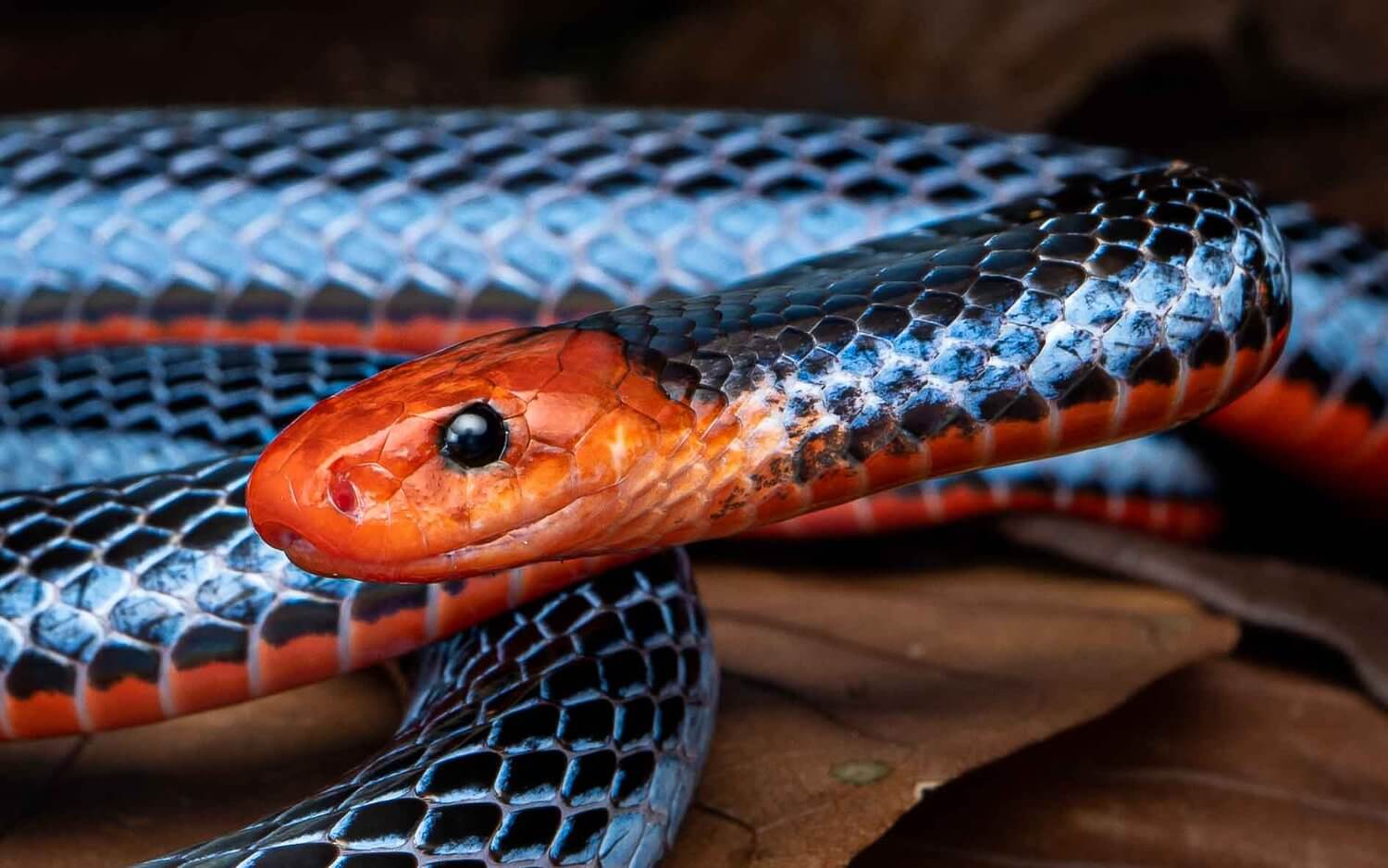 Testa del serpente corallo blu e parte del suo corpo sullo sfondo.
