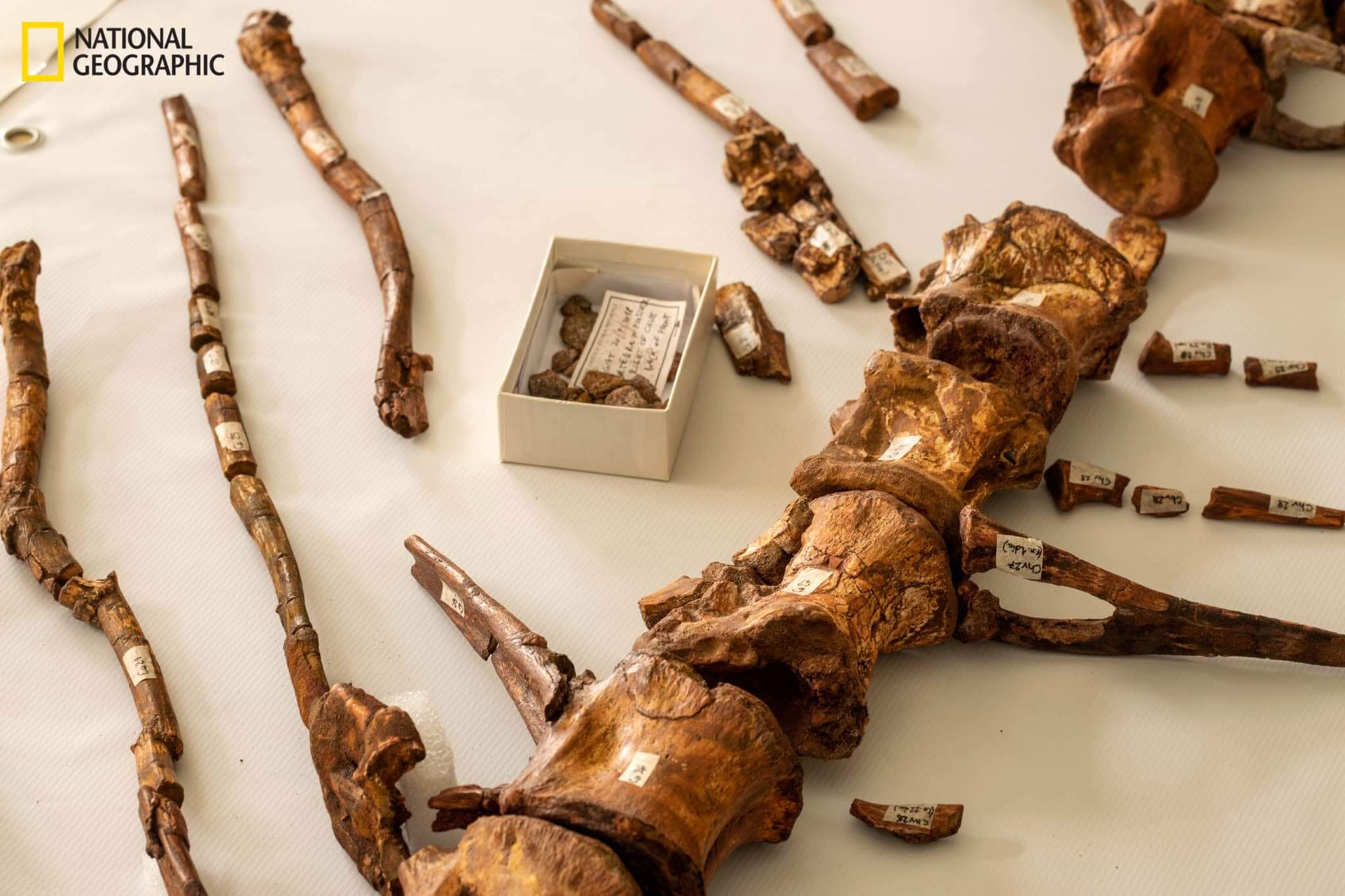 Fossiles de Spinosaurus aegyptiacus.