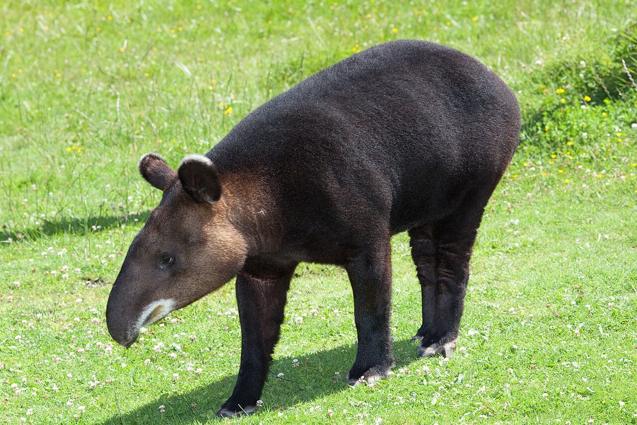 Tapir en su hábitat. 