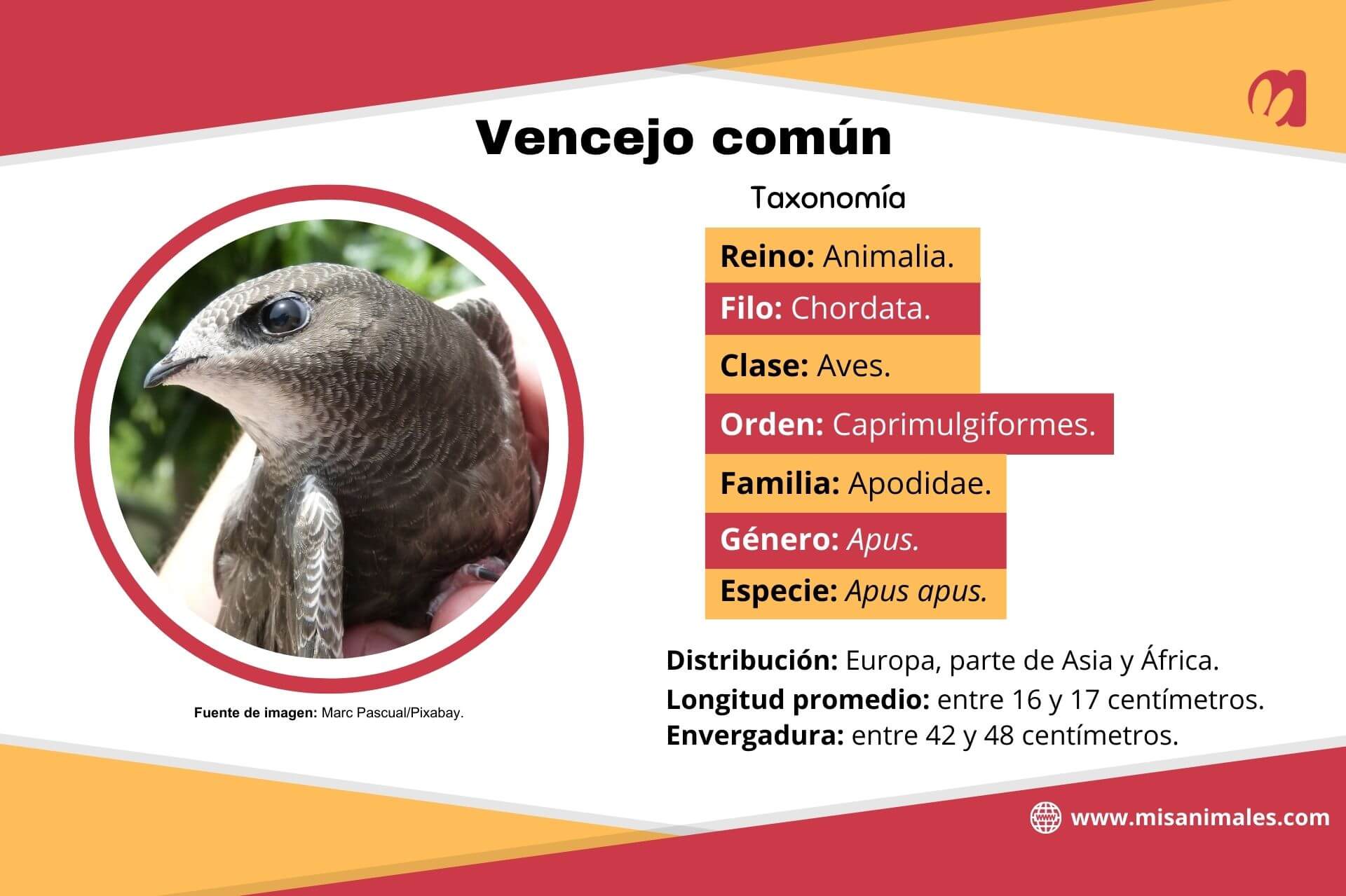 Ficha descriptiva, con imagen, sobre la taxonomía, distribución, longitud promedio y envergadura del vencejo común (Apus apus).