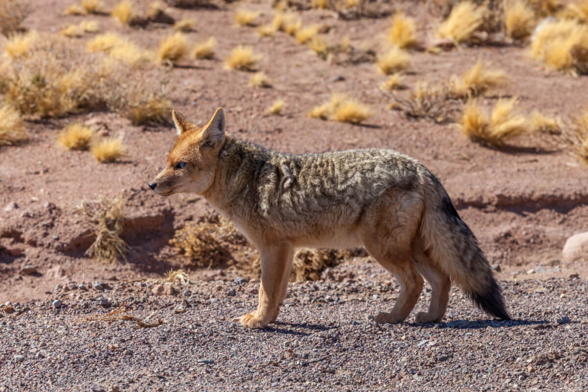 Renard Culpeo dans son habitat naturel. C'est l'un des animaux les plus surprenants du Chili.