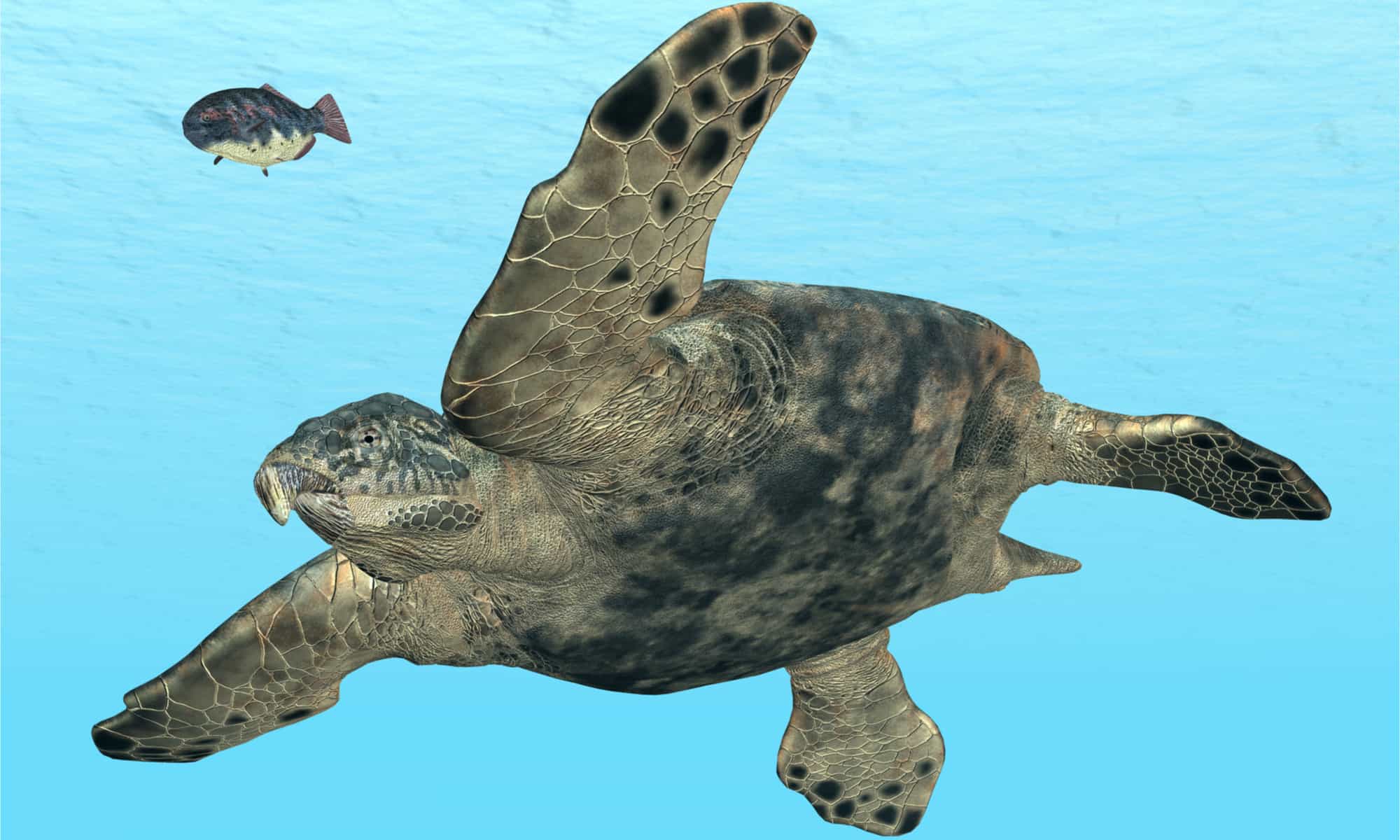 A digital illustration of a sea turtle swimming in the sea.