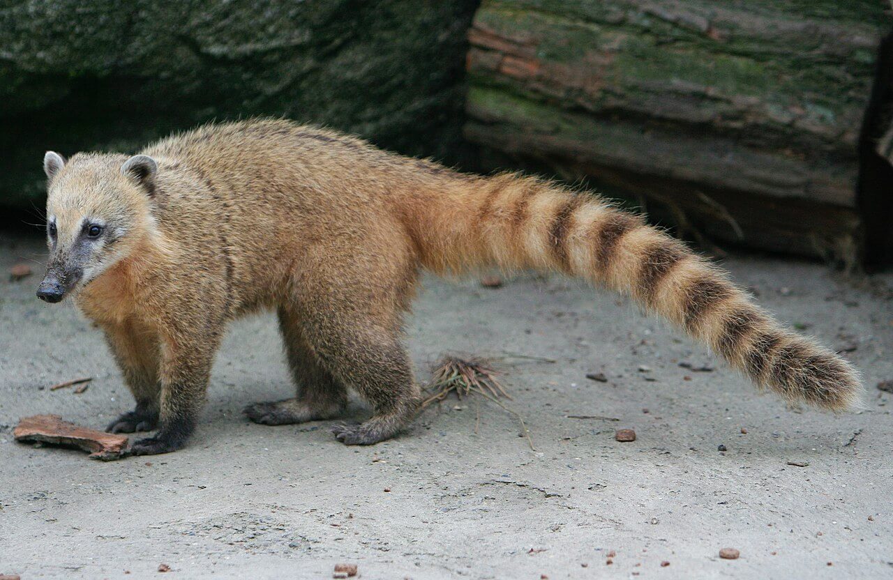 El coatí es uno de los animales que se confunden con el tejón. 