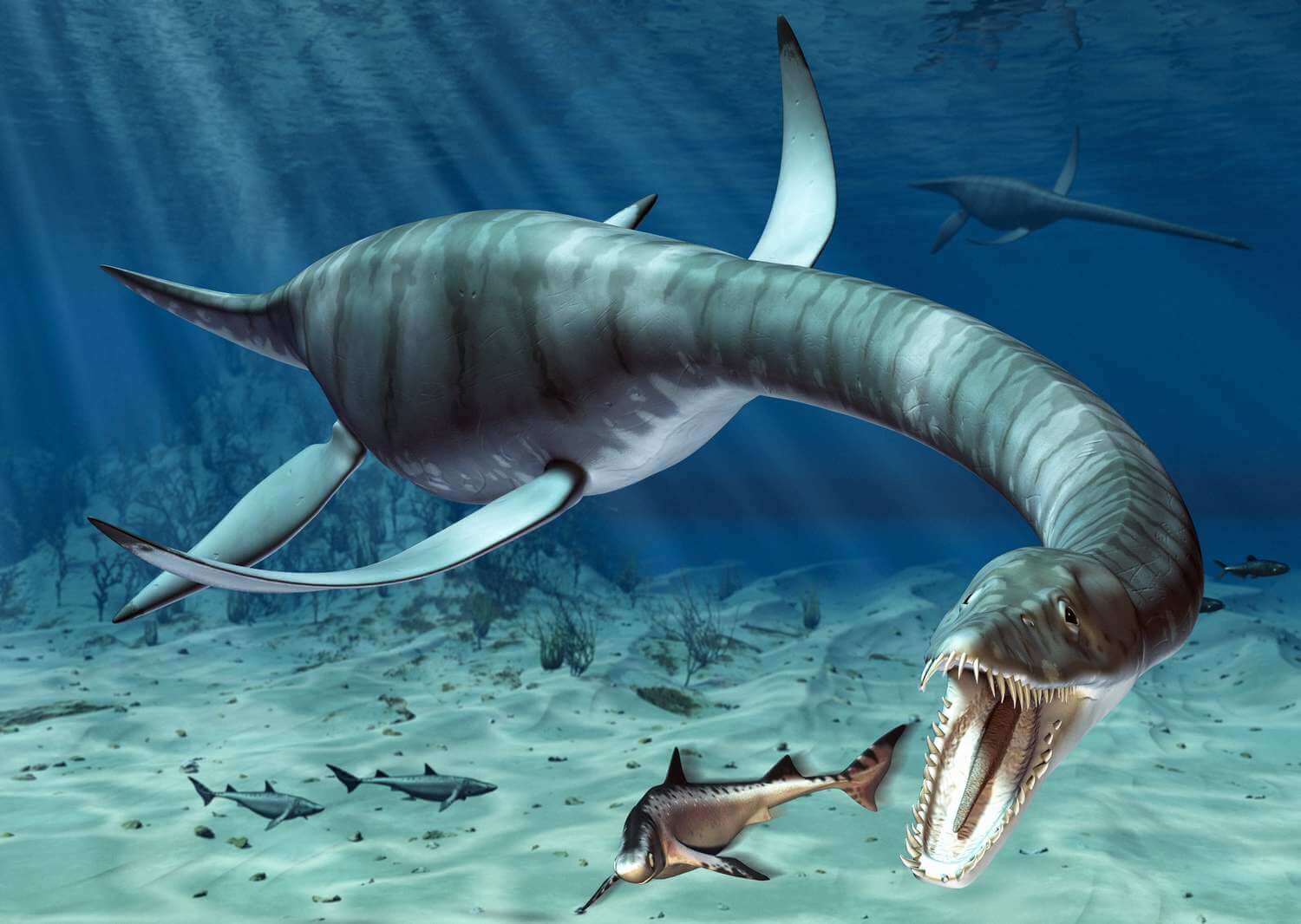 A digital illustration of a Plesiosaur hunting a fish on the ocean floor.