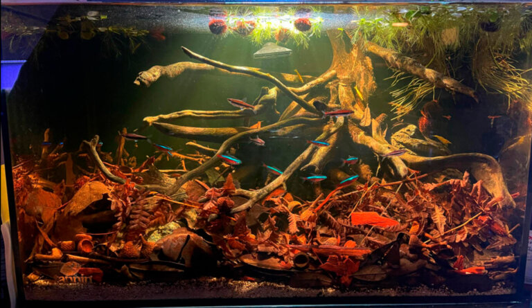 Acuario de aguas negras: qué es, cómo instalarlo y tipos de peces