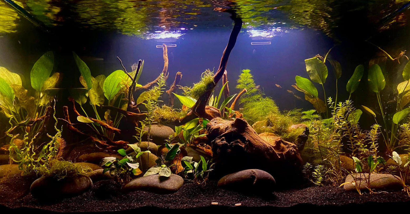 Acuario de aguas negras con hojas, tallos y plantas. 