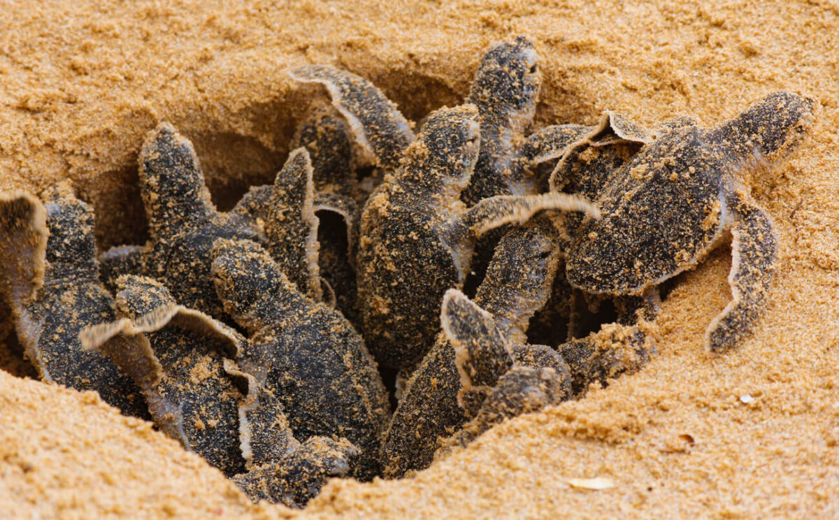 Tortugas bebés salen de la arena para dirigirse al mar. Las tortugas marinas son especies animales que no cuidan de sus crías.