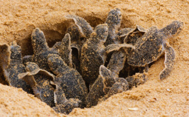 ¿Por qué algunos animales no cuidan a sus crías?